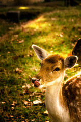 Some young fallow deer in a meadow