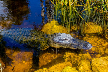 Alligaror Everglades