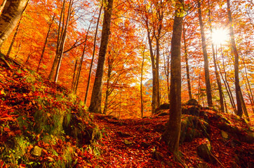 Autumn in Buila Vanturarita, Carpathian Mountains, Romania. Vivid fall colors in forest. Scenery of...