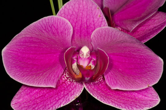 Beautiful pink Phalaenopsis hybrid orchids also called Butterfly or Moth orchids.