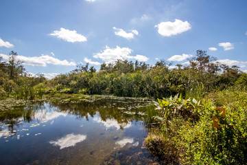 Everglades Natur