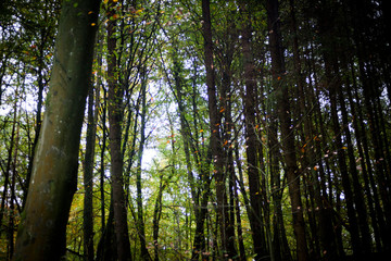 Fototapeta na wymiar Herbst Wald