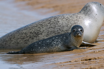 Harbour Seal (Phoca vitulina) pup and mother at the edge of the ocean © davemhuntphoto