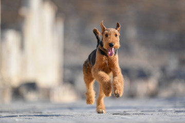 Two-year-old Airedale Terrier dog running forward on the background of ancient ruins.