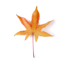 Autumn maple leaves on white background .  Autumn motive