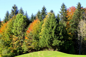 Fototapeta na wymiar Herbstwald, Mischwald, Landschaften und Jahreszeiten