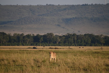 Lion Landscape