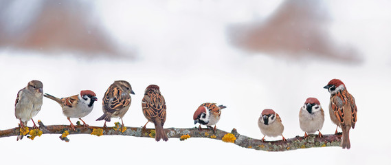 many little funny birds sparrows are sitting on a branch in the garden and cute chirping