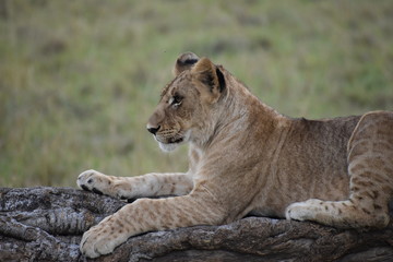 Lion Cub
