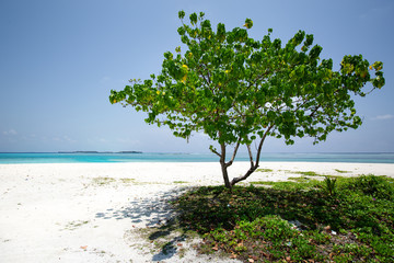 Tree on sandy beach near tropical sea