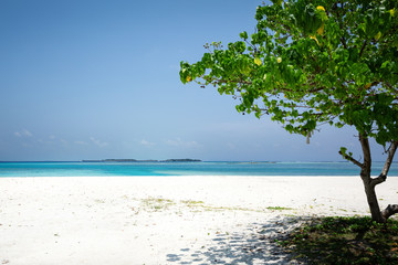 Tree on sandy beach near tropical sea