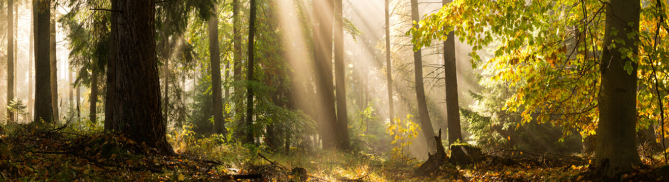 Light rays autumn forest landscape