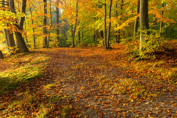 Obraz premium Jesienny Park, Kaszuby, Polska