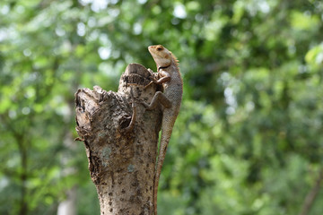 lizard standing on out door tree 