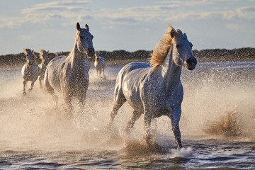 Wild white horses are running in the water .Sunset in Camargue , France 