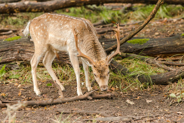fallow deer stag sniffing ground during autumn rut