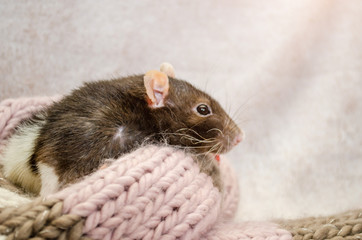 Gray rat with black eyes run away from soft cozy knitted scarf with New Year beads, symbol of 2020, with copyspace