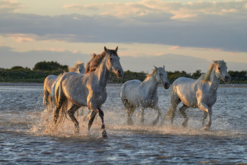 Wild white horses are running in the water .Sunset in Camargue , France 