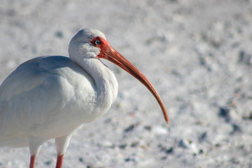 American white ibis profile