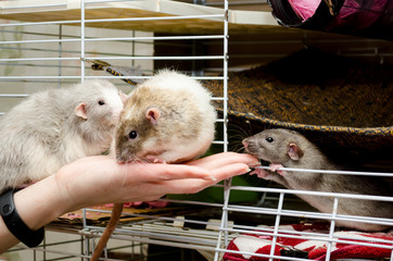 Three cute white and gray rat sit on female hand and sniff it, a symbol of the new year 2020