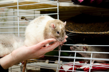 Cute white and yellow rat sits near cage with an open window on female hand and sniffs it, a symbol of the new year 2020
