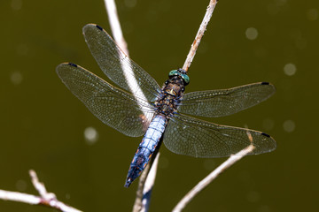 Libelle