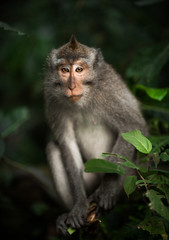 Affe auf Bali