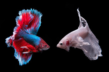 Betta Fish
