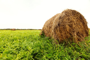 Farm field with haystack at autumn