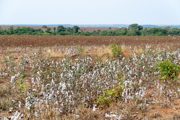 View of cotton field plantation at harvest point in Mato Grosso farm, Brazil. Concept of production, agriculture, sustainability, economy, environment, export and trade.