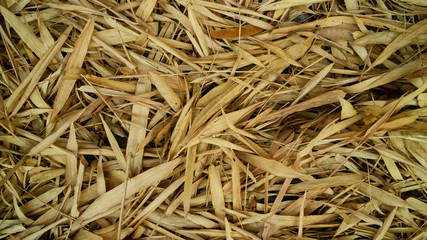 Dried bamboo leaves with a light brown color. Suitable for use as a background image