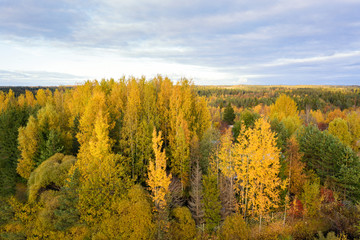 Autumn forest. view from drone