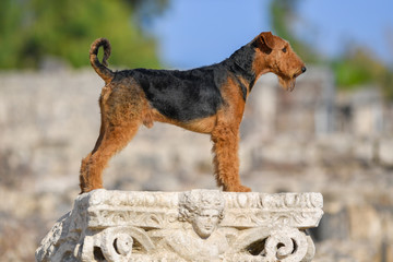 Two-year-old Airedale Terrier dog on the background of ancient ruins.