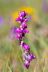 Obraz premium Rocky Mountain Wildflowers