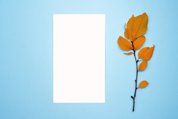 Autumn composition, frame, blank paper. Branch with yellow leaves, plum, on a light blue background. Flat lay, top view, copy space