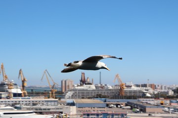 Fototapeta na wymiar Solo seagull flying over dockyard with blue sky