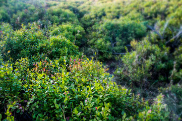 Green mountain bushes close-up.