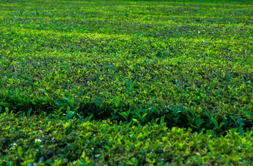 Fototapeta na wymiar Tea plantation, interesting wavy pattern of lines of the green plants. Cha Goreana tea plantation in Sao Miguel island, Potugal. The tea in Europe. Nature Agricultural Farming Organic Field with Fresh