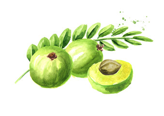 Amla green fruits with leaves, Watercolor hand drawn illustration, isolated on white background