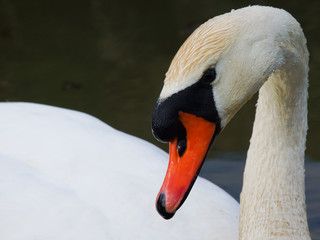 Fototapeta premium Mute Swan