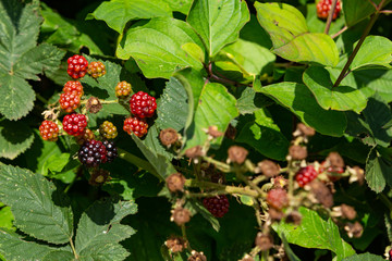 Brombeeren an einem Busch