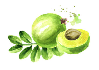 Amla green fruits with leaves. Watercolor hand drawn illustration, isolated on white background