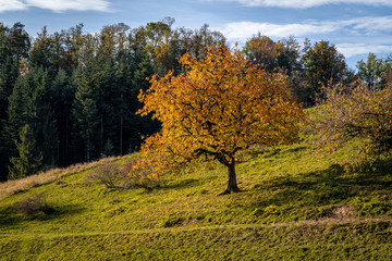 Baum auf Hügel in herbstlichen Farben