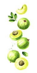 Falling ripe amla berries, vertical composition. Watercolor hand drawn illustration,  isolated on white background