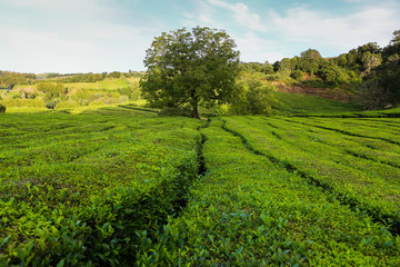 Fototapeta na wymiar Tea plantation, interesting wavy pattern of lines of the green plants. Cha Goreana tea plantation in Sao Miguel island, Potugal. The tea in Europe. Nature Agricultural Farming Organic Field with Fresh