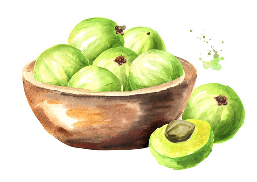 Bowl with ripe amla berries. Watercolor hand drawn illustration, isolated on white background