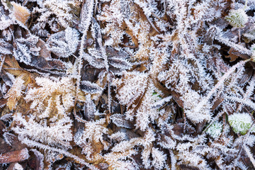 Ice crystals on leaves and grasses, frosted ground, cold winter day
