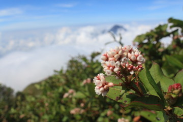 flowers and blue sky