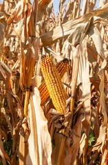 Vertical closeup of  two mature corn cobs crossing in a brown corn field.