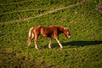 Braunes Pferd auf Weide